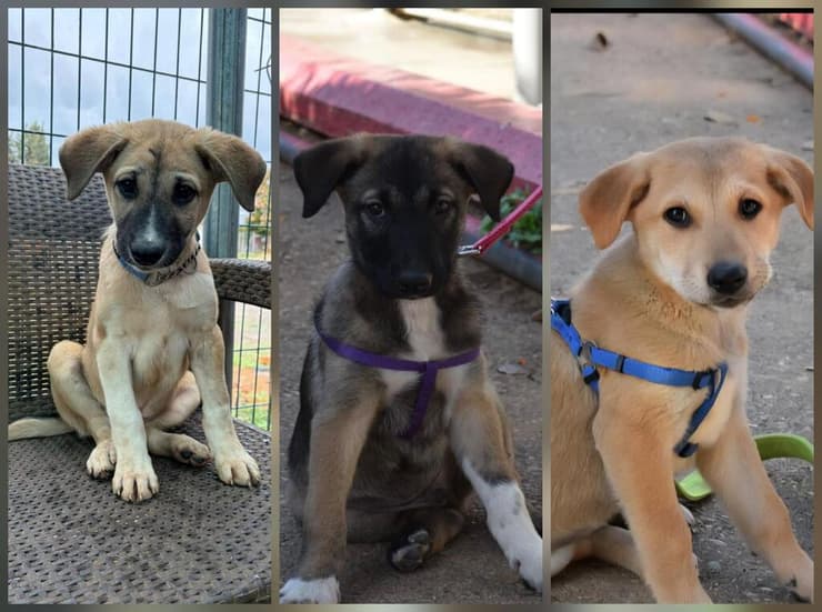 גורי הקסמים (צילום: עמותת חבר לי.) גורי הקסמים