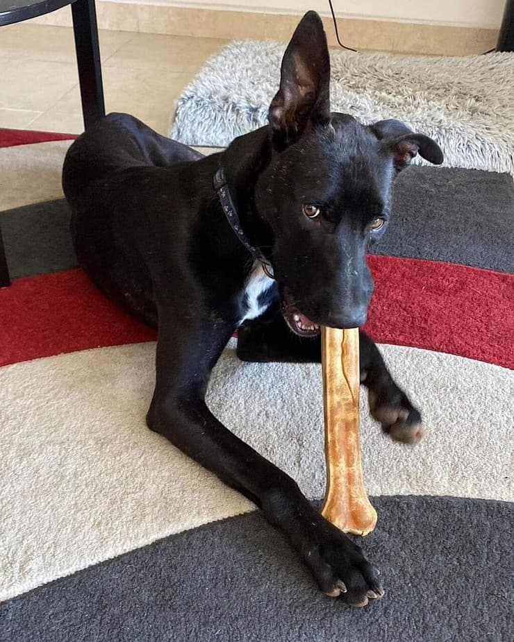 רוברט (צילום: חיים חדשים לכלבים) רוברט