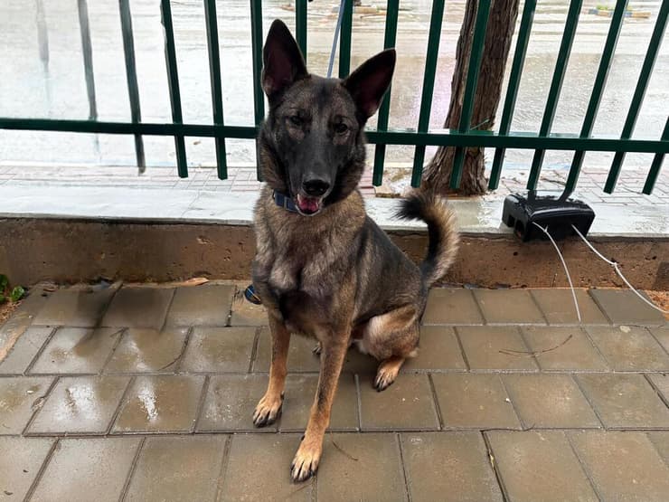 לב (צילום: שירות וטרינרי ראשון לציון) לב