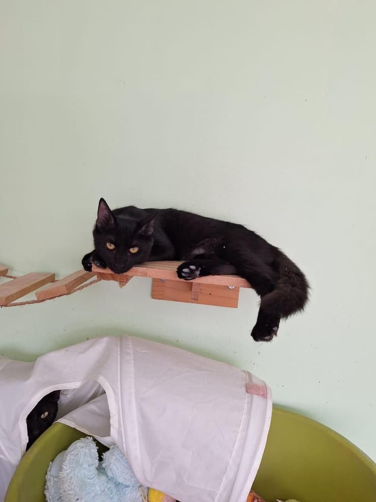 ברונית (צילום: כפר סבא ורעננה אוהבות חיות) ברונית