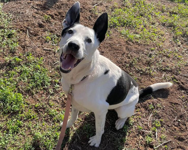 ג'וצי (צילום: ניקול חבושה) ג'וצי