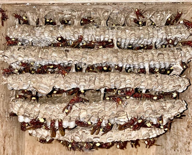 צילום: פרופ' ערן לוין צרעות