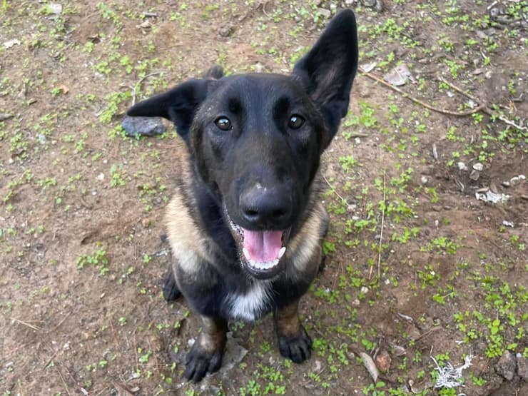 בוס (צילום: ניקול חבושה) בוס