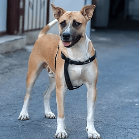 פנחס (צילום: צער בעלי חיים רמת גן והסביבה) פנחס