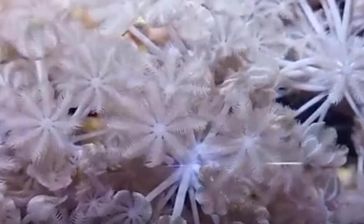 אחד האלמוגים שנחקרו (צילום: ד"ר גיל קופלוביץ) אחד האלמוגים שנחקרו