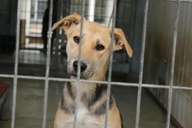 וואל (צילום: השירות הווטרינרי בירושלים) וואל