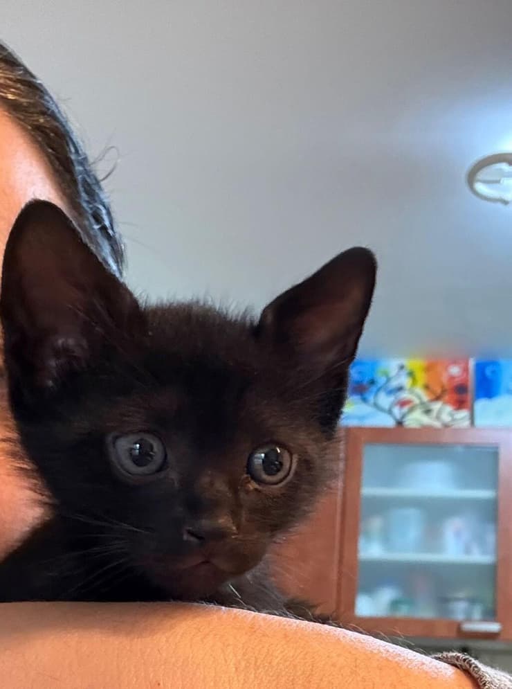 פשוש (צילום: עמותת כפר החתולים) פשוש