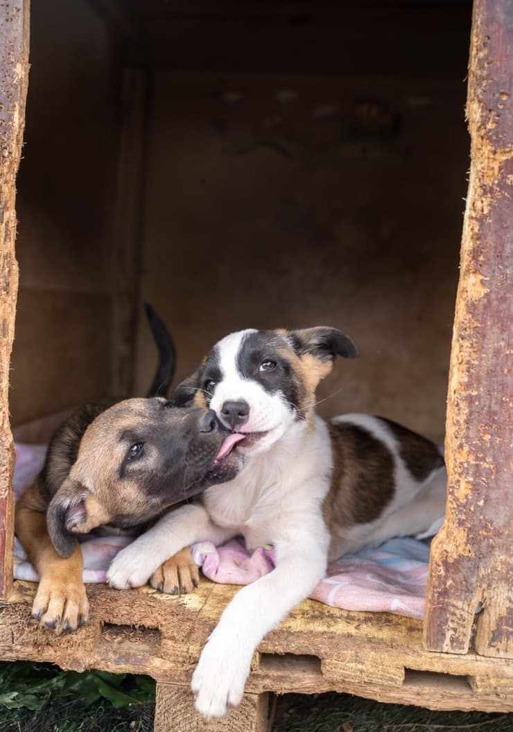 זית ומותק (צילום: גל קפיטולניק.) זית ומותק