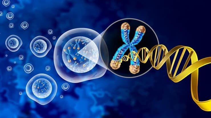 כרומוזום וגרעין תא עם טלומר ו-DNA, קונספט מבני לתא ביולוגי אנושי, המכיל מידע גנטי