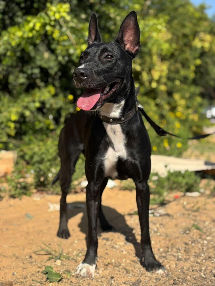 דייזי (צילום: כלבייה עירונית אשדוד) דייזי