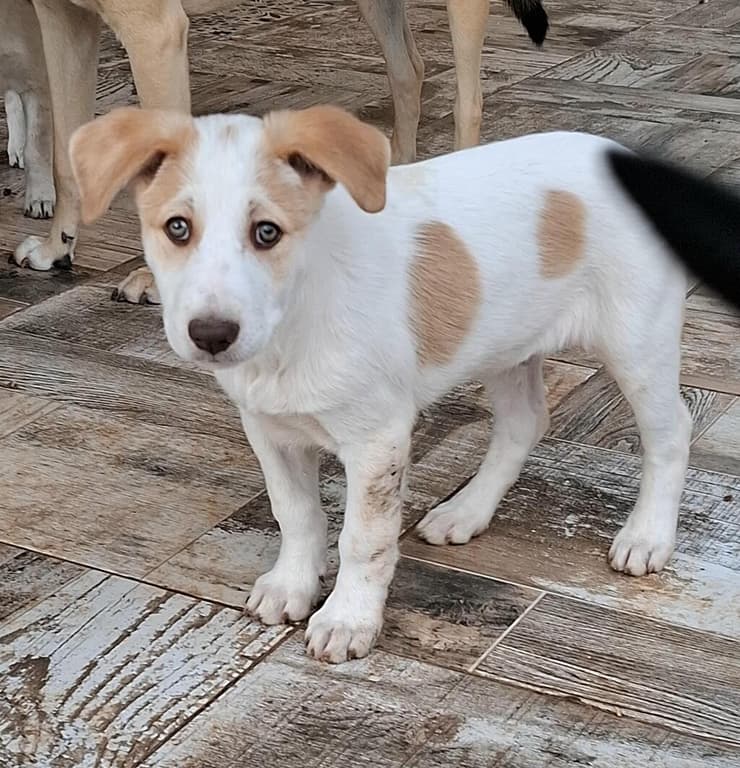 כרם (צילום: גל קפיטולניק.) כרם