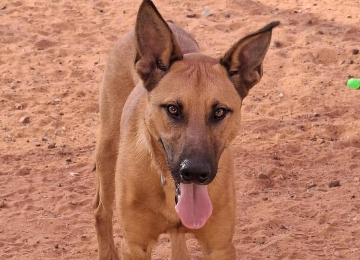 שלומי (צילום: שירות וטרינרי ראשון לציון) שלומי