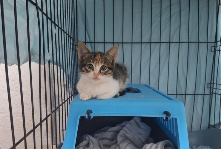 פיקסי (צילום: עמותת כפר החתולים) פיקסי