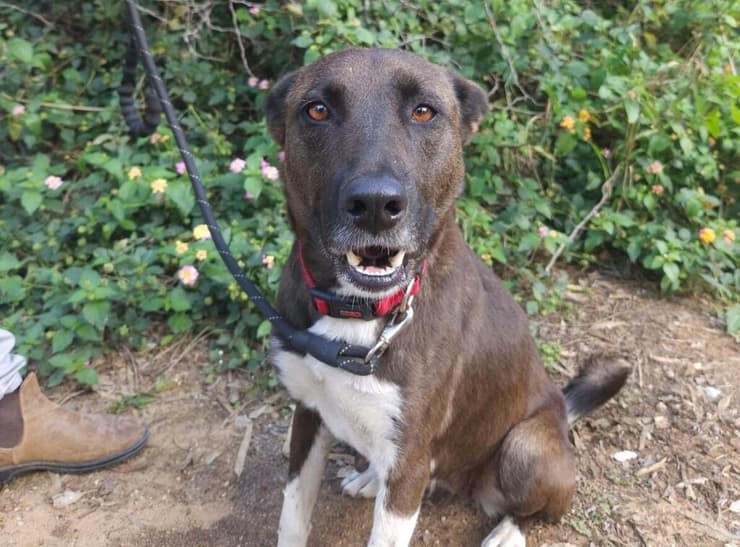 פטל (צילום: עמותת S.O.S חיות) פטל