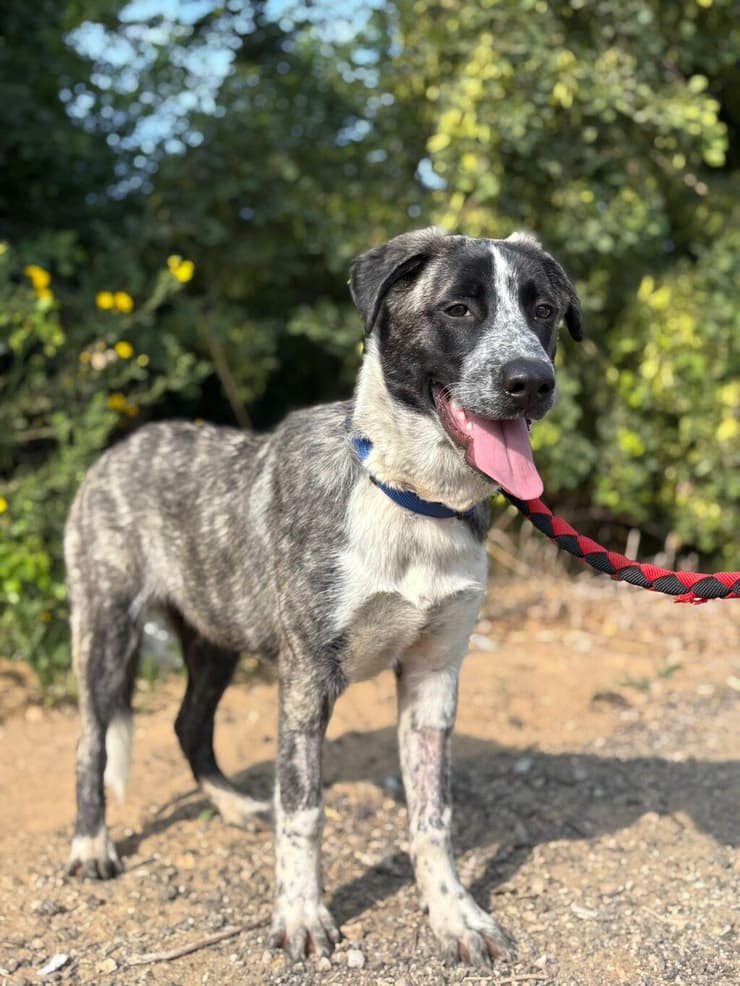 ברקוני (צילום: כלבייה עירונית אשדוד) ברקוני