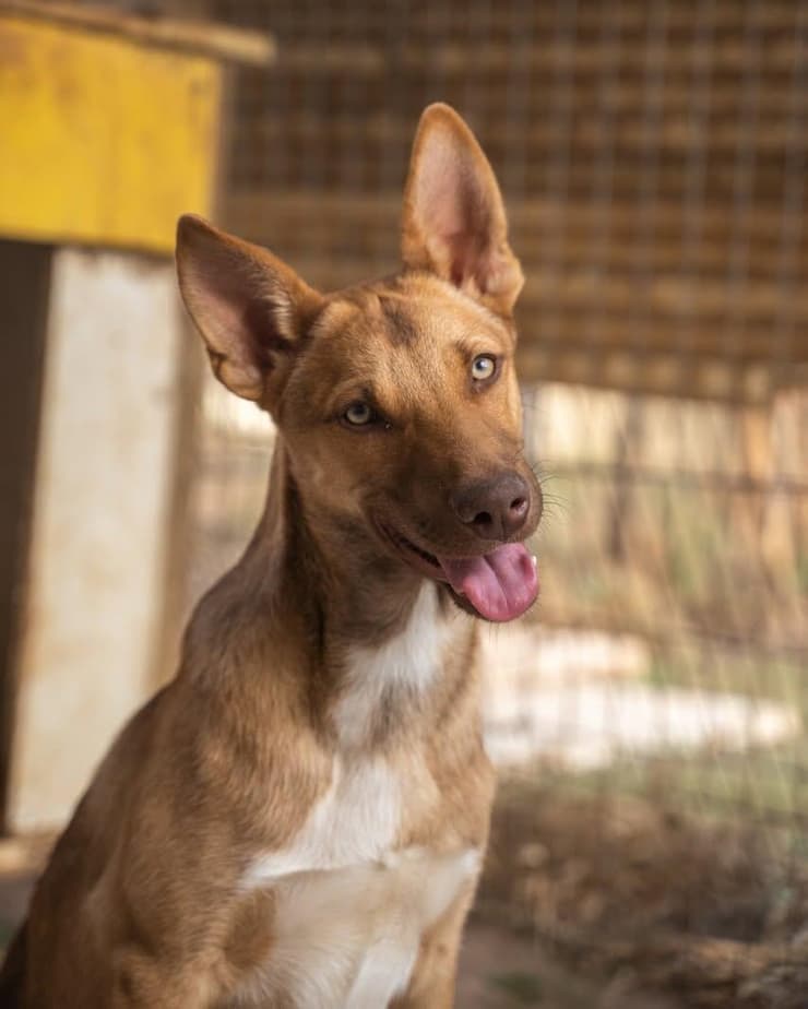 יוסי (צילום: גל קפיטולניק.) יוסי