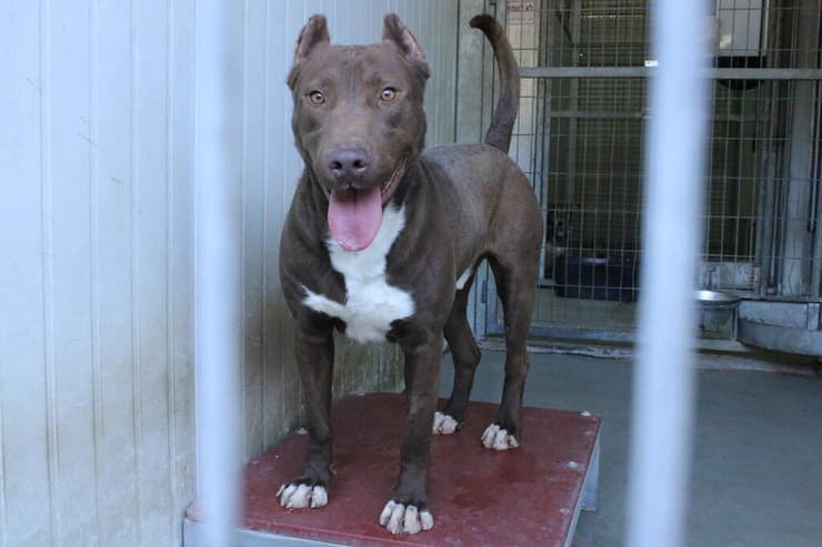 סקאר (צילום: השירות הווטרינרי בירושלים) סקאר