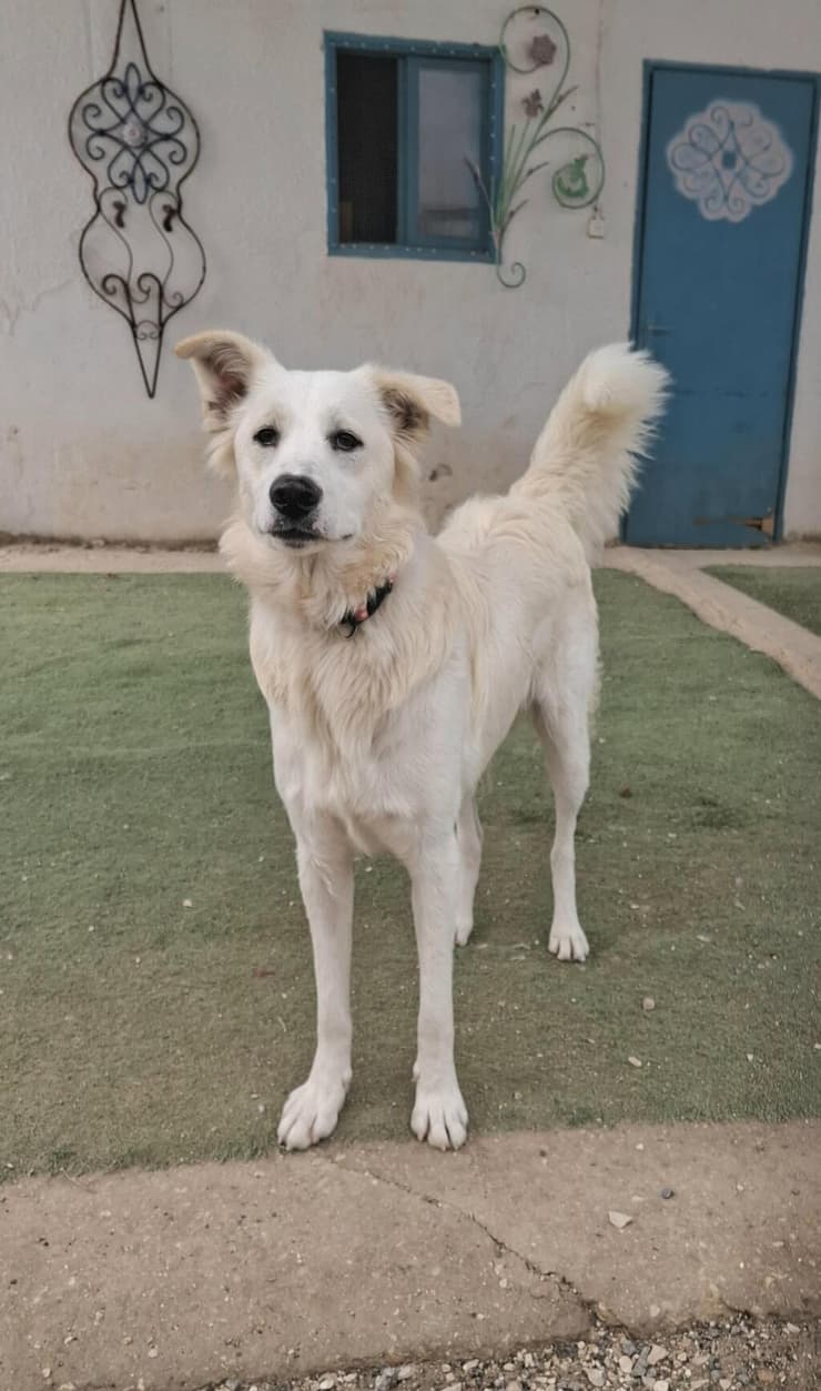 שלגיה (צילום: גל קפיטולניק.) שלגיה