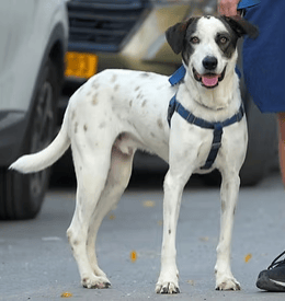 אלבי (צילום: צער בעלי חיים רמת גן והסביבה) אלבי