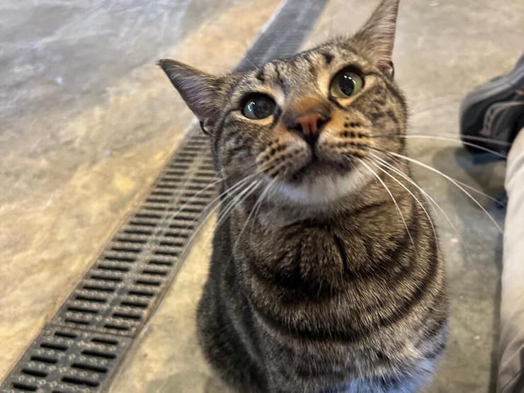 פינץ (צילום: עמותת להתחיל מחדש) פינץ