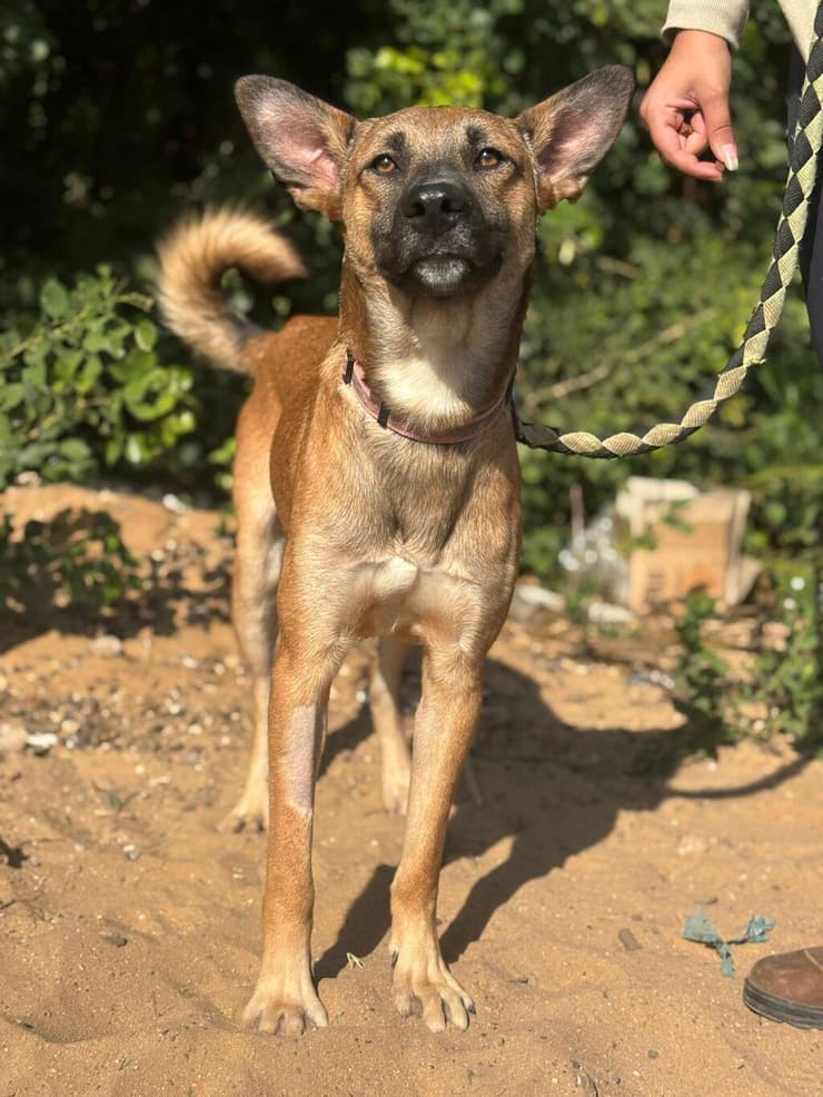 ספי (צילום: כלבייה עירונית אשדוד) ספי