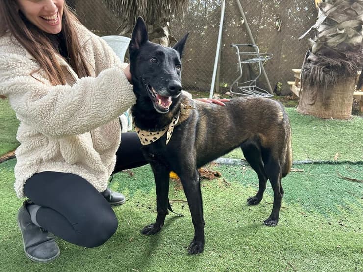 קיקי (צילום: עמותת S.O.S חיות) קיקי