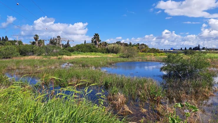 בריכת כפר שמריהו (צילום: ד"ר שרה אוחיון) בריכת כפר שמריהו
