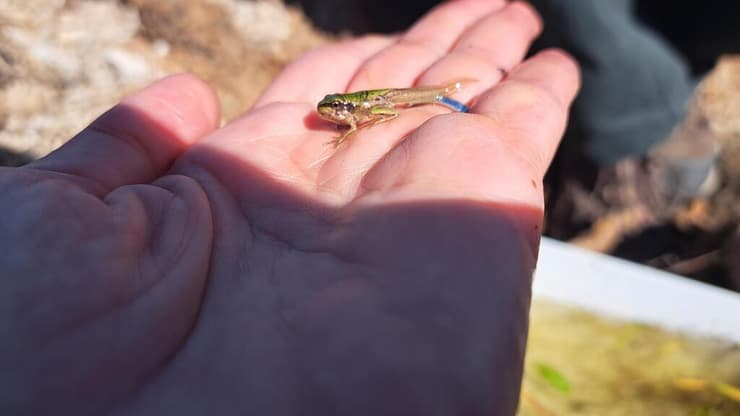 אילנית מצויה בבריכת לוד (צילום: ד"ר שרה אוחיון) אילנית מצויה בבריכת לוד