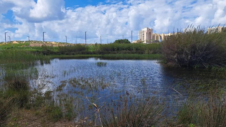 בריכת לוינסקי (צילום: ד"ר שרה אוחיון) בריכת לוינסקי