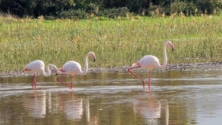 פלמינגו בשמורת חוף הבונים (צילום: קרן נתנזון) פלמינגו בשמורת חוף הבונים