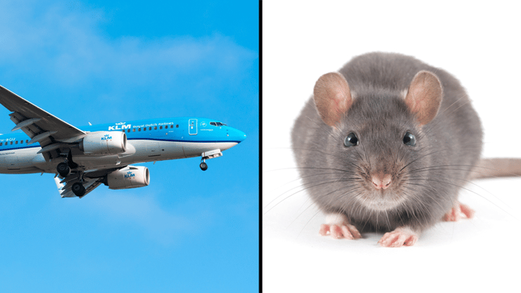עכברוש ומטוס - שילוב לא מומלץ (צילומים: kbp.spotter, photolinc / shutterstock) עכברוש ומטוס - שילוב לא מומלץ