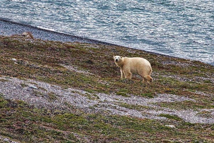 דוב קוטב בדרום-מזרח גרינלנד