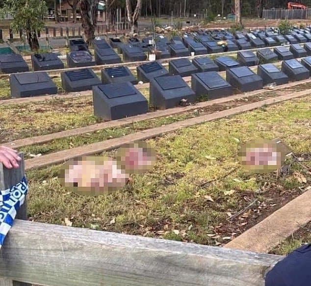 ראשי חזיר כרותים בבית העלמין המוסלמי בקאמדן אוסטרליה פרברי סידני קאמדן ראשי חזיר הושלכו ל בית עלמין מוסלמי