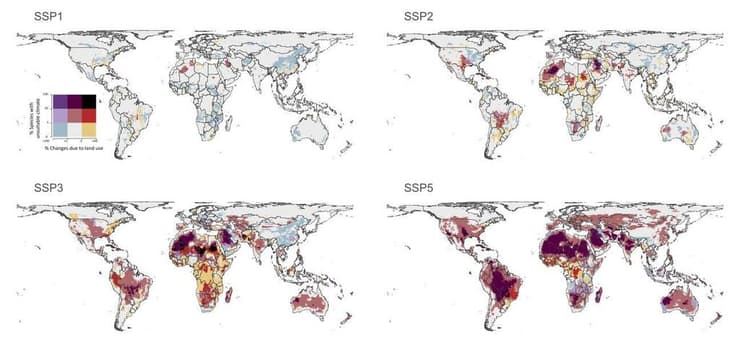 מיפוי האזורים בעולם בהם מינים עלולים להיפגע מההשפעות המשולבות של אירועי אקלים קיצוניים ושינויים בשימושי קרקע עד סוף המאה ה-21. לכל מפה תרחישי פליטה ושינויים כלכליים-חברתיים שונים – החל מתרחיש אופטימי (SSP1) ועד לתרחיש פסימי (SSP5). הצבעים במפה מציגים פגיעה מטמפרטורות קיצוניות, פגיעה משינויים בשימושי קרקע ופגיעה משילוב שני הגורמים גם יחד (איור: מתוך כתב העת Global Change Biology) מיפוי האזורים בעולם בהם מינים עלולים להיפגע מההשפעות המשולבות של אירועי אקלים קיצוניים ושינויים בשימושי קרקע עד סוף המאה ה-21. לכל מפה תרחישי פליטה ושינויים כלכליים-חברתיים שונים – החל מתרחיש אופטימי (SSP1) ועד לתרחיש פסימי (SSP5). הצבעים במפה מציגים פגיעה מטמפרטורות קיצוניות, פגיעה משינויים בשימושי קרקע ופגיעה משילוב שני הגורמים גם יחד