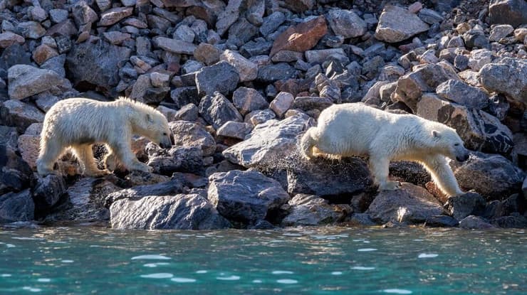 שני דובי קוטב משוטטים בחלקה המזרחי של גרינלנד