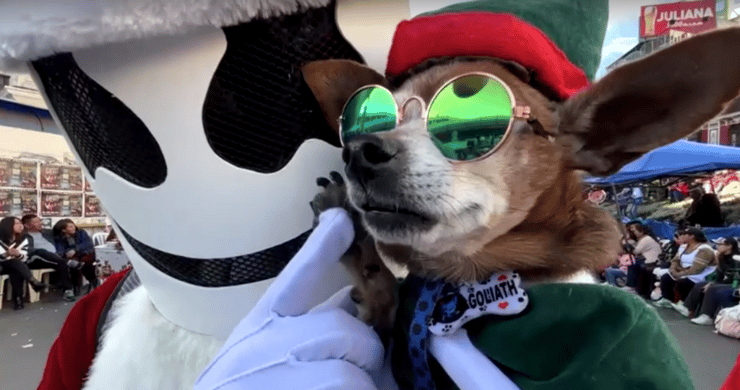 אחד מכוכבי המצעד בבולוביה (צילום: רויטרס) אחד מכוכבי המצעד בבולוביה