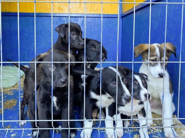 גורים בכלוב