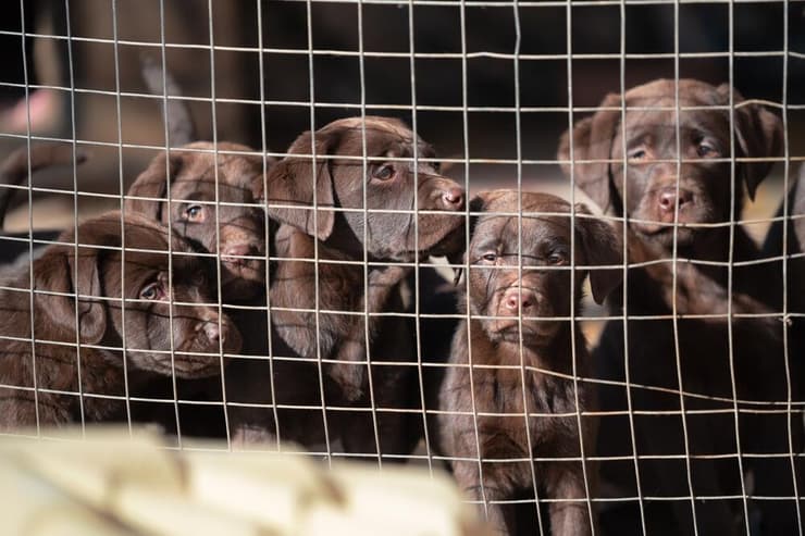 גורים בכלוב