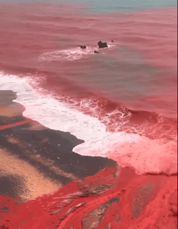 הים נצבע באדום. תופעת הטבע באי הורמוז (צילום: מתוך הרשתות החברתיות) הים נצבע באדום. תופעת הטבע באי הורמוז