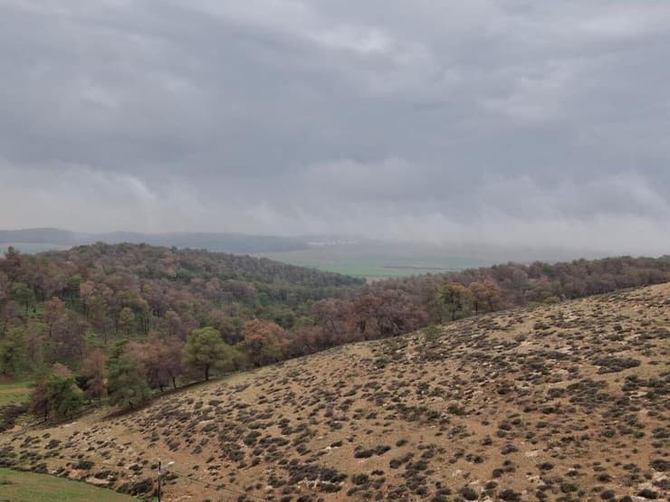 יער סנסנה בחבל יתיר 
