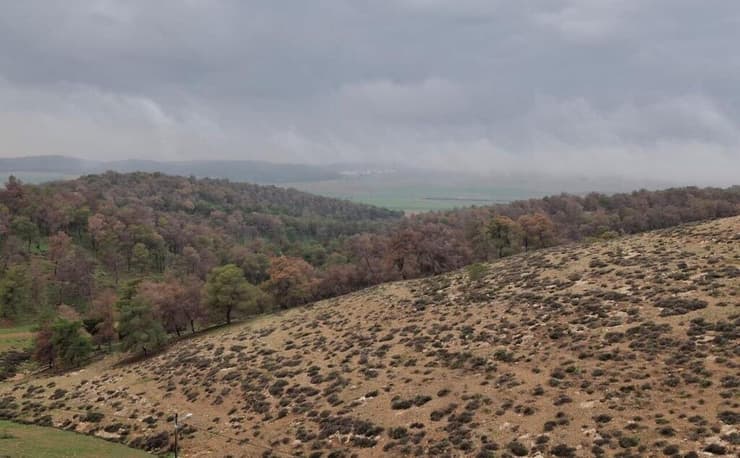 יער סנסנה בחבל יתיר 