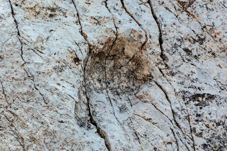 אחת מעקבות הדינוזאורים שהתגלו בפארק הלאומי סטלביו שבצפון איטליה (צילום: Elio Della Ferrara/Stelvio National Park/AP) אחת מעקבות הדינוזאורים שהתגלו בפארק הלאומי סטלביו שבצפון איטליה