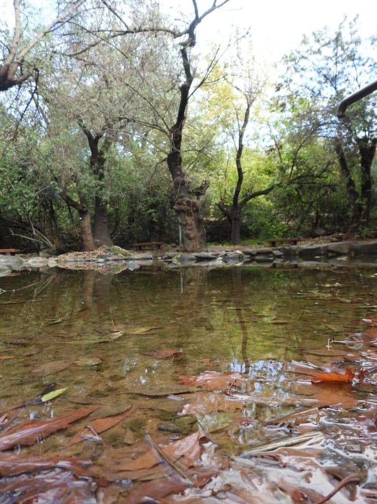 הבריכה בתל דן (צילום: שרית פלצ'י מיארה) תל דן
