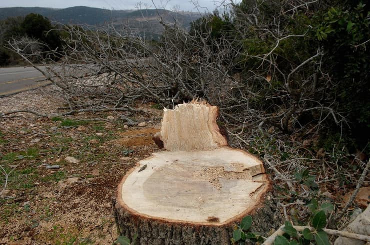  עץ אלון נדיר בן עשרות שנים, שנכרת בשמורת הר מירון למטרת הסקה