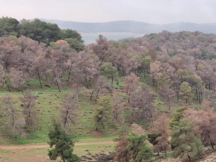 יער סנסנה בחבל יתיר 