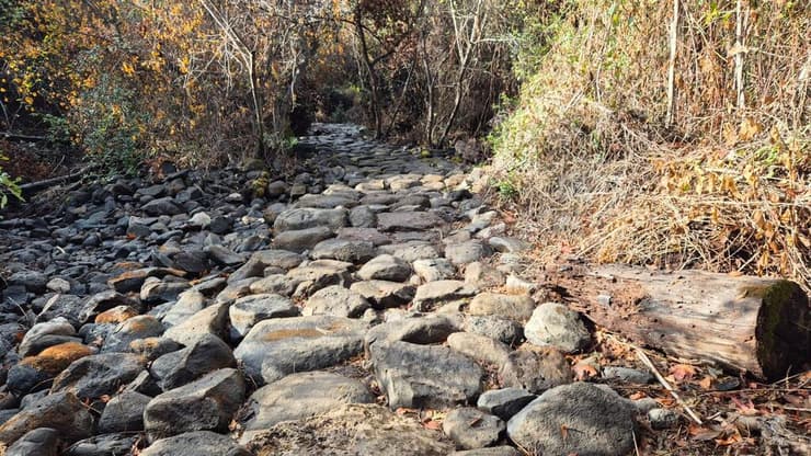 סימן לחורף: הסלמנדרות הגיעו (צילום: שרית פלצ'י מיארה) תל דן