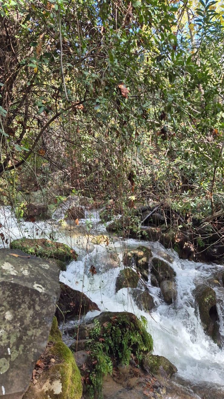 זרימה בבניאס (צילום: שרית פלצ'י מיארה) זרימה בבניאס