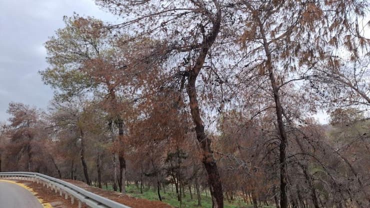 יער סנסנה בחבל יתיר 