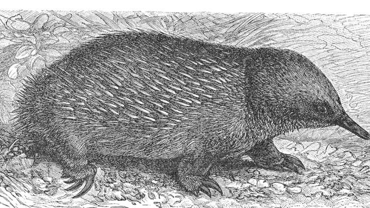 מכל סדרת היונקים המוזרה והקדומה הזאת נותרו כיום שתי קבוצות לא גדולות של מינים חיים: הברווזנים והקיפודנים. קיפודן נמלים אוסטרלי באיור מ-1897