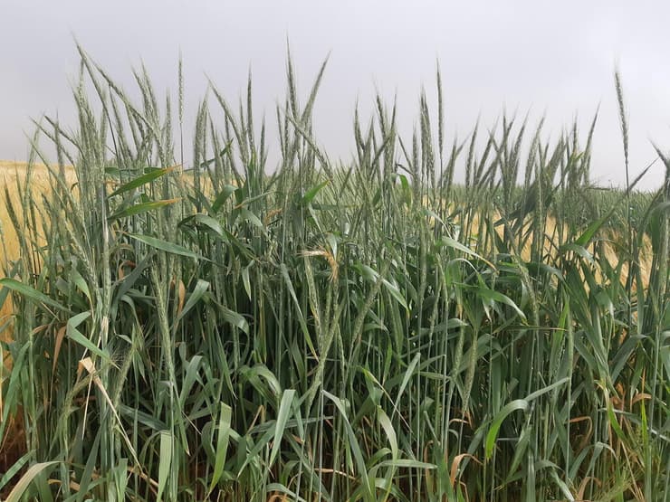 המטרה להוזיל גם את מחירי הכוסמין
